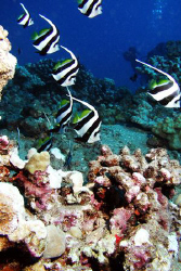 Pennant fishes, Isolated Reef, Maui HI by David Espinoza 